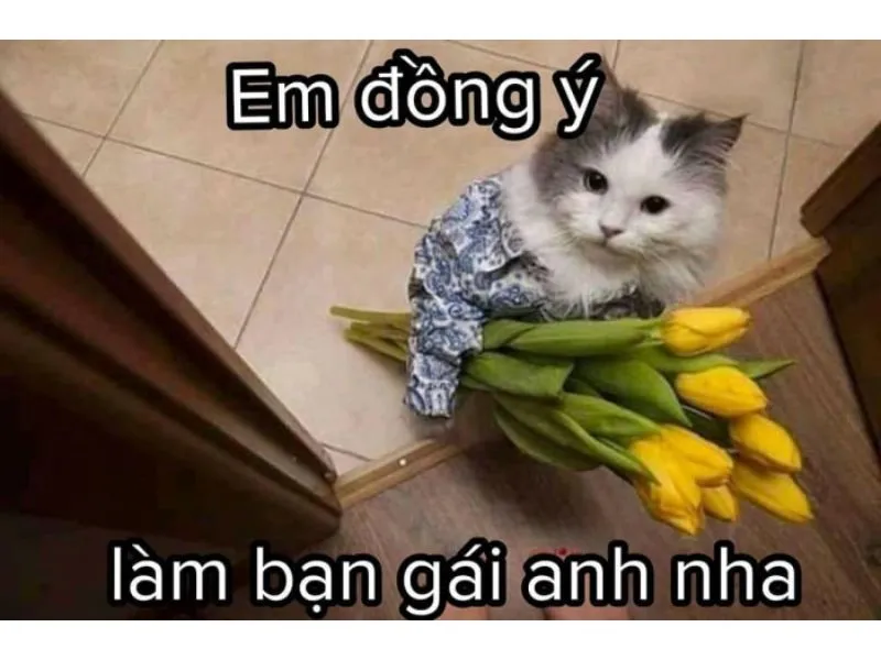 Tổng hợp meme mèo hài bựa, meme mèo cute cực dễ thương ...