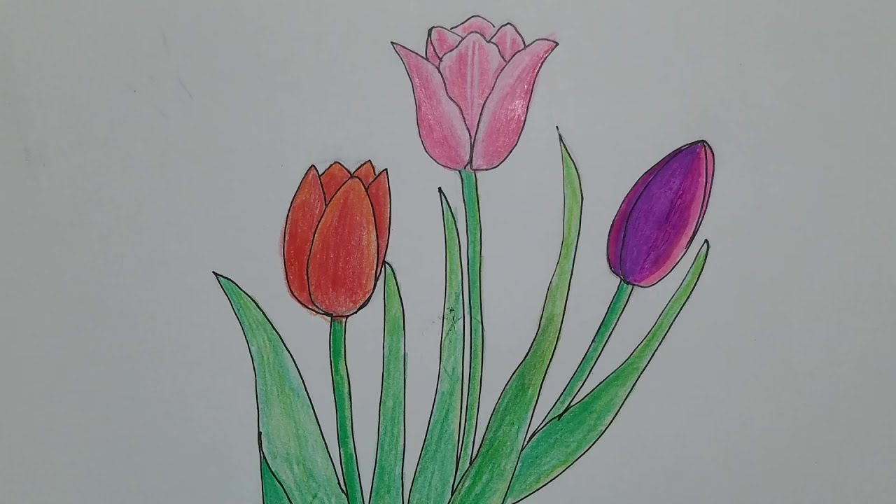 CÁCH VẼ HOA TULIP ĐƠN GIẢN - HOW TO DRAW TULIP FLOWER STEP BY STEP