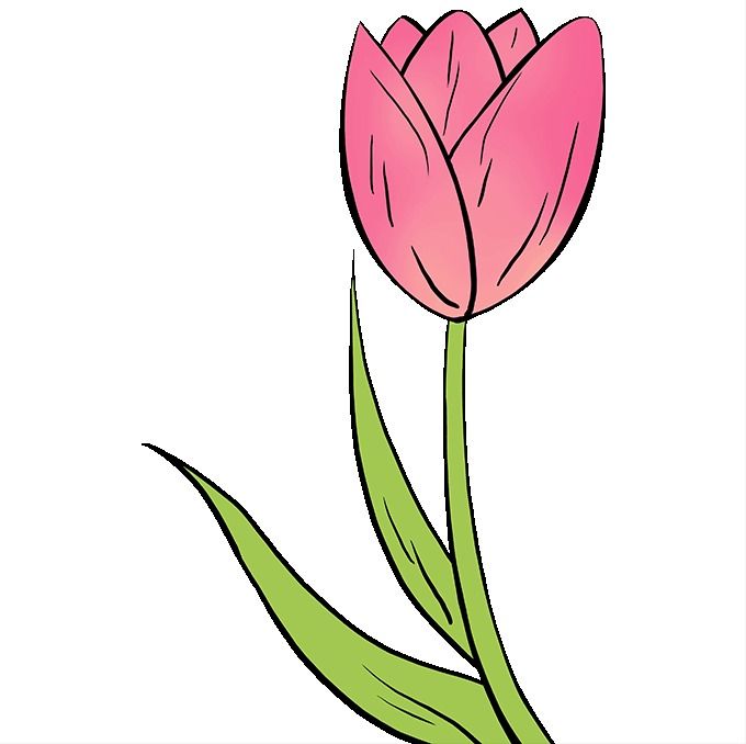 Cách vẽ hoa tulip.