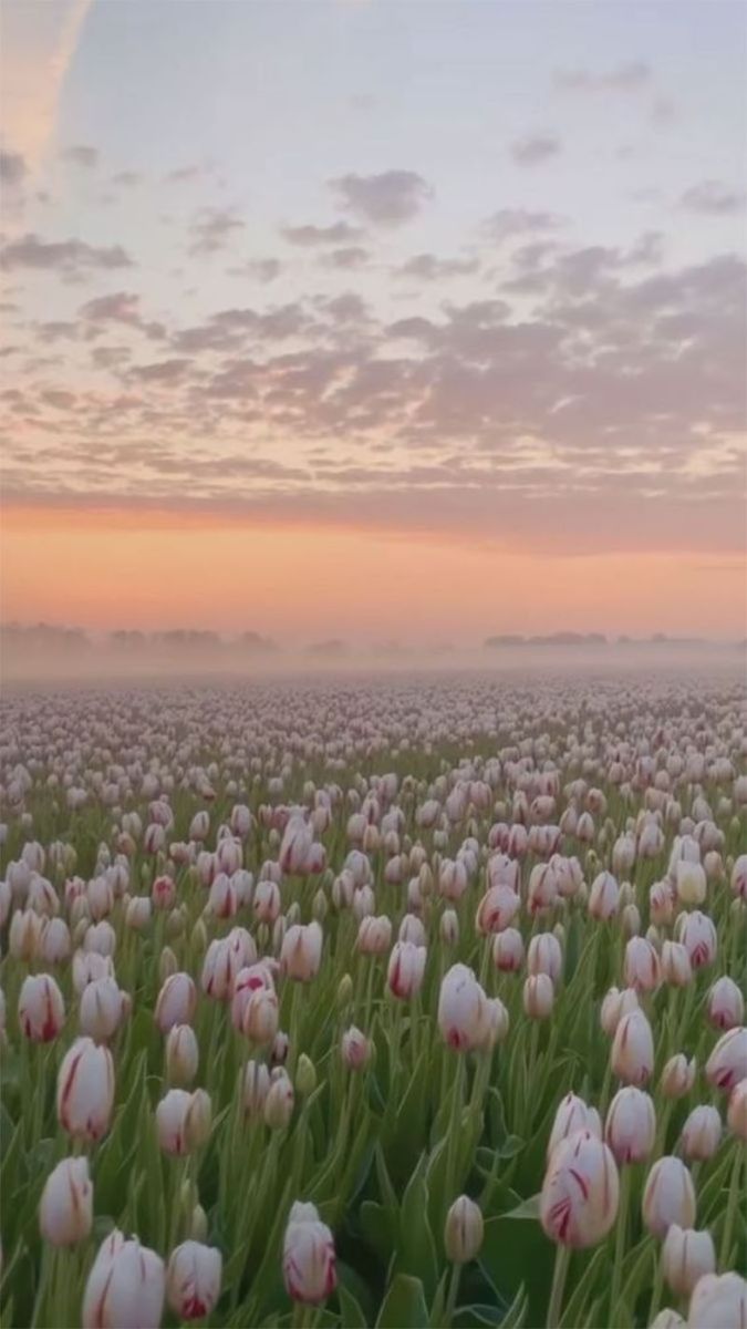 100+ Hình Nền Hoa Tulip Cho Máy Tính Full HD Chất Lượng Căng Nét