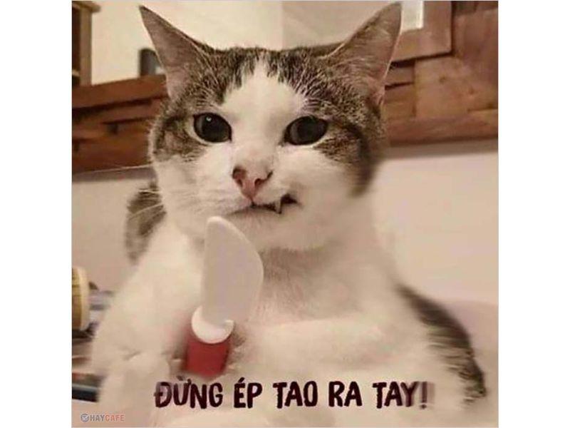 Tổng hợp 246+ meme mèo: Một hiện tượng văn hóa thú vị